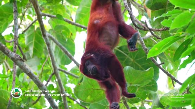Red Howlers, characterful, cheeky red furry #monkeys of #Colombia 🐵🐒🙈🙉 they are under threat from #palmoil and #gold #deforestation 😿 fight for them and #Boycottpalmoil 🌴🔥⛔️ #BoycottGold 🥇🔥⛔️ #Boycott4Wildlife @palmoildetect.bsky.social https://palmoildetectives.com/2024/02/25/colombian-red-howler-monkey-alouatta-seniculus/?utm_source=mastodon&utm_medium=Palm+Oil+Detectives&utm_campaign=publer  