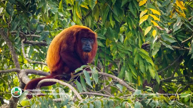 Red Howlers, characterful, cheeky red furry #monkeys of #Colombia 🐵🐒🙈🙉 they are under threat from #palmoil and #gold #deforestation 😿 fight for them and #Boycottpalmoil 🌴🔥⛔️ #BoycottGold 🥇🔥⛔️ #Boycott4Wildlife @palmoildetect.bsky.social https://palmoildetectives.com/2024/02/25/colombian-red-howler-monkey-alouatta-seniculus/?utm_source=mastodon&utm_medium=Palm+Oil+Detectives&utm_campaign=publer  