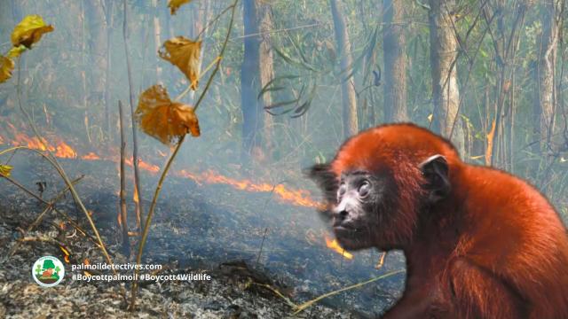 Red Howlers, characterful, cheeky red furry #monkeys of #Colombia 🐵🐒🙈🙉 they are under threat from #palmoil and #gold #deforestation 😿 fight for them and #Boycottpalmoil 🌴🔥⛔️ #BoycottGold 🥇🔥⛔️ #Boycott4Wildlife @palmoildetect.bsky.social https://palmoildetectives.com/2024/02/25/colombian-red-howler-monkey-alouatta-seniculus/?utm_source=mastodon&utm_medium=Palm+Oil+Detectives&utm_campaign=publer  