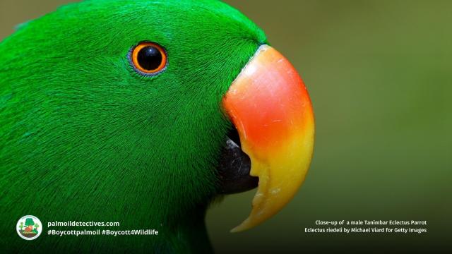 The curious Tanimbar Eclectus #Parrots 🦜 of #WestPapua fall in love with each other’s exquisite plumage 🌈😻 #PalmOil #ecocide is a big threat 😿 Resist for these #birds and go #PalmOilFree #Boycottpalmoil 🌴🛢️💩🤮❌ #Boycott4Wildlife @palmoildetect https://palmoildetectives.com/2025/07/20/tanimbar-eclectus-parrot-eclectus-riedeli/?utm_source=mastodon&utm_medium=Palm+Oil+Detectives&utm_campaign=publer

