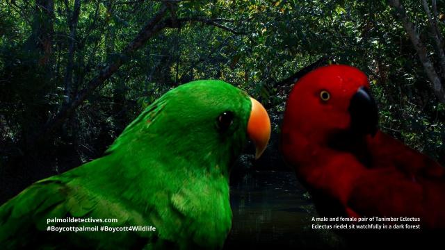 The curious Tanimbar Eclectus #Parrots 🦜 of #WestPapua fall in love with each other’s exquisite plumage 🌈😻 #PalmOil #ecocide is a big threat 😿 Resist for these #birds and go #PalmOilFree #Boycottpalmoil 🌴🛢️💩🤮❌ #Boycott4Wildlife @palmoildetect https://palmoildetectives.com/2025/07/20/tanimbar-eclectus-parrot-eclectus-riedeli/?utm_source=mastodon&utm_medium=Palm+Oil+Detectives&utm_campaign=publer

