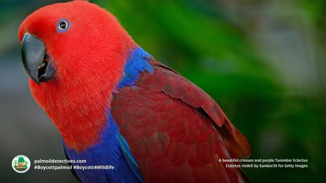 The curious Tanimbar Eclectus #Parrots 🦜 of #WestPapua fall in love with each other’s exquisite plumage 🌈😻 #PalmOil #ecocide is a big threat 😿 Resist for these #birds and go #PalmOilFree #Boycottpalmoil 🌴🛢️💩🤮❌ #Boycott4Wildlife @palmoildetect https://palmoildetectives.com/2025/07/20/tanimbar-eclectus-parrot-eclectus-riedeli/?utm_source=mastodon&utm_medium=Palm+Oil+Detectives&utm_campaign=publer

