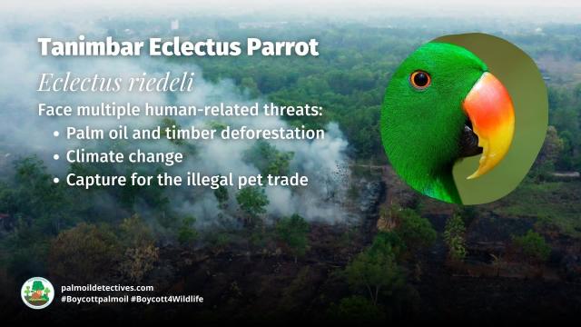 The curious Tanimbar Eclectus #Parrots 🦜 of #WestPapua fall in love with each other’s exquisite plumage 🌈😻 #PalmOil #ecocide is a big threat 😿 Resist for these #birds and go #PalmOilFree #Boycottpalmoil 🌴🛢️💩🤮❌ #Boycott4Wildlife @palmoildetect https://palmoildetectives.com/2025/07/20/tanimbar-eclectus-parrot-eclectus-riedeli/?utm_source=mastodon&utm_medium=Palm+Oil+Detectives&utm_campaign=publer

