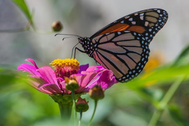 Photograph of a monarch butterfly (Danaus plexippus) standing atop a pink zinnia flower with out of focus flowers and green foliage in the foreground and in the background. The monarch is facing left in profile leaving only its left side visible and it has its proboscis inserted into one of the flower's orange-yellow florets. Monarch butterflies have orange wings with black and white patterned edges and black veining, black bodies and heads covered with white polka dots and fine black hairs, large black compound eyes, two long black antennae, and six black segmented legs.