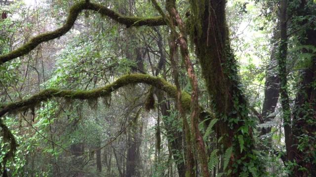 #Rainforests in #Africa are poorly studied compared to the #Amazon yet demand for #palmoil and #mining is growing threatening #forest animals. Take action! #Boycottpalmoil 🌴🩸🤮🙊⛔️ #Boycott4Wildlife @palmoildetect https://palmoildetectives.com/2021/09/01/africas-rainforests-are-different-why-it-matters-that-theyre-protected/?utm_source=mastodon&utm_medium=Palm+Oil+Detectives&utm_campaign=publer 