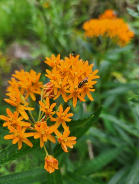 Bright orange cluster of flowers with a small greenish bee