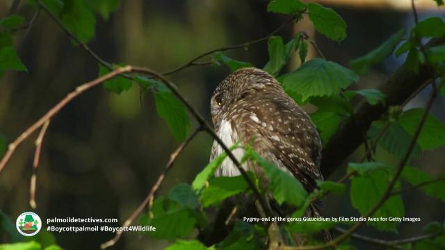 There's only a few dozen Pernambuco Pygmy #owls 🦉🤎who hold on for survival in #Brazil 🇧🇷 from #meat 🥩 #palmoil 🌴 #soy 🥜 and #sugarcane #deforestation @palmoildetect.bsky.social Resist and fight for them! Be #vegan #BoycottPalmOil 🌴🪔🧐🙊⛔️ #Boycott4Wildlife  https://palmoildetectives.com/2021/02/20/pernambuco-pygmy-owl-glaucidium-mooreorum?utm_source=mastodon&utm_medium=Palm+Oil+Detectives&utm_campaign=publer  