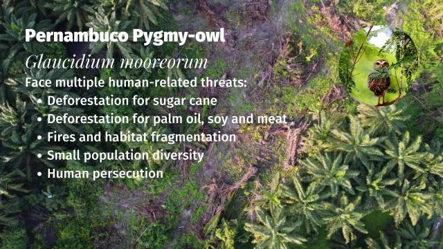 There's only a few dozen Pernambuco Pygmy #owls 🦉🤎who hold on for survival in #Brazil 🇧🇷 from #meat 🥩 #palmoil 🌴 #soy 🥜 and #sugarcane #deforestation @palmoildetect.bsky.social Resist and fight for them! Be #vegan #BoycottPalmOil 🌴🪔🧐🙊⛔️ #Boycott4Wildlife  https://palmoildetectives.com/2021/02/20/pernambuco-pygmy-owl-glaucidium-mooreorum?utm_source=mastodon&utm_medium=Palm+Oil+Detectives&utm_campaign=publer  