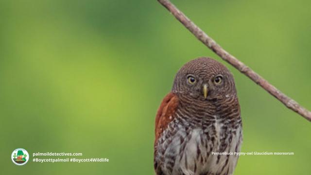 There's only a few dozen Pernambuco Pygmy #owls 🦉🤎who hold on for survival in #Brazil 🇧🇷 from #meat 🥩 #palmoil 🌴 #soy 🥜 and #sugarcane #deforestation @palmoildetect.bsky.social Resist and fight for them! Be #vegan #BoycottPalmOil 🌴🪔🧐🙊⛔️ #Boycott4Wildlife  https://palmoildetectives.com/2021/02/20/pernambuco-pygmy-owl-glaucidium-mooreorum?utm_source=mastodon&utm_medium=Palm+Oil+Detectives&utm_campaign=publer  