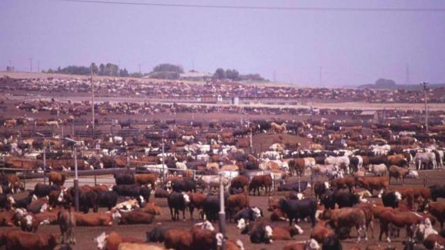 We're in the midst of a mass #extinction - caused by humans. So how do we feed the world while also saving the world's animals? By changing our #diet! Go #plantbased or even better #Vegan! 🥦 #BoycottPalmOil 🌴🚫 #Boycott4Wildlife @palmoildetect.bsky.social  https://palmoildetectives.com/2021/08/04/a-global-juggling-act-feeding-the-world-saving-species/?utm_source=mastodon&utm_medium=Palm+Oil+Detectives&utm_campaign=publer  Ecocide caused by beef