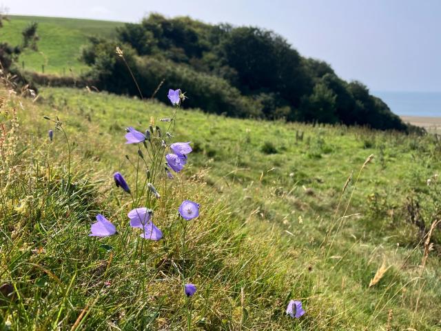 Photo with mauve-blue harebells in the left foreground on a grassy hillside. The land slopes down ahead and to the right before rising up to a rounded hilltop, the site of an Iron Age hillfort. The hill is flanked on the right by a dense woodland. Just showing on the far right is a strip of very flat arable fields, light brown in colour, and a band of pale grey-blue sea above that. The sky is a hazy paler grey-blue.