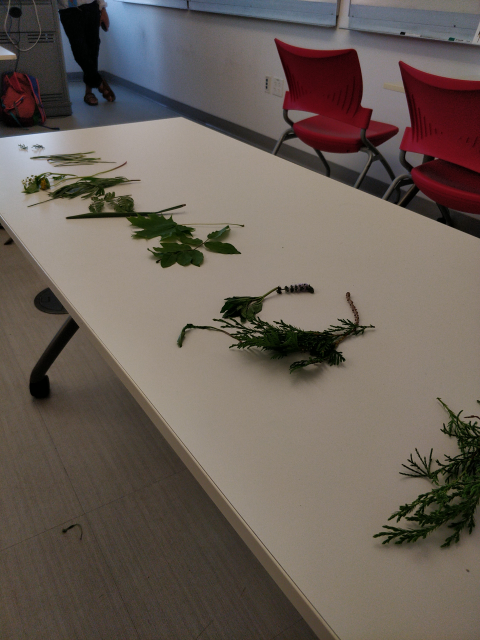 A long table in a classroom with various plants laid out