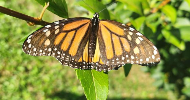 Closeup of a monarch butterfly. Dull orange hues.