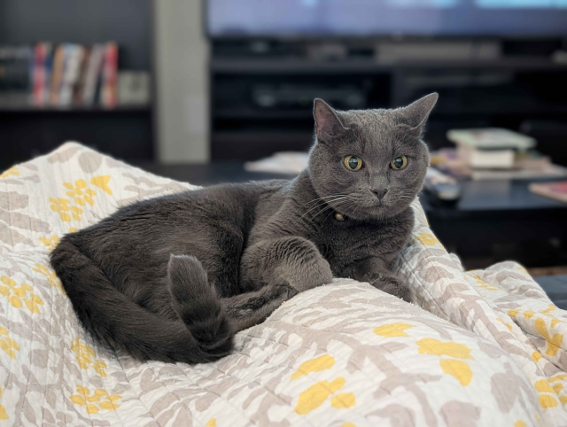Gray cat looking at her owner while laying on their lap. Lil tail curl there. 