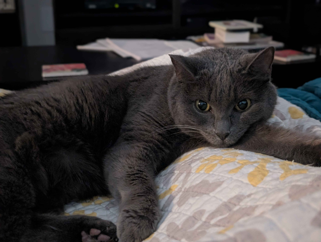 Gray cat looking happy with some bean exposure. 
