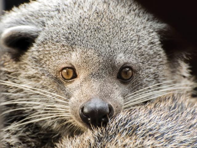 ＃Binturongs AKA Bearcats are not actually related to cats or bears. They smell of buttered popcorn and ＃vulnerable due to ＃palmoil ＃deforestation in SE ＃Asia 🇮🇩🇻🇳🇲🇾🇵🇭 Help them when you ＃BoycottPalmOil 🌴🪔⛔️ ＃Boycott4Wildlife  @palmoildetect.bsky.social  https://palmoildetectives.com/2021/10/16/binturong-arctictis-binturong/?utm_source=mastodon&utm_medium=Palm+Oil+Detectives&utm_campaign=publer  