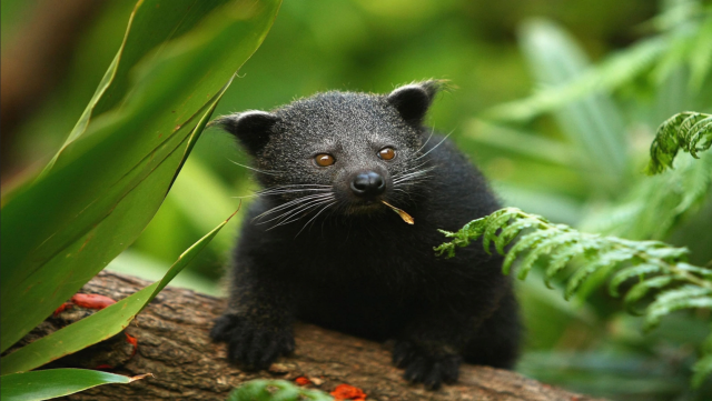 ＃Binturongs AKA Bearcats are not actually related to cats or bears. They smell of buttered popcorn and ＃vulnerable due to ＃palmoil ＃deforestation in SE ＃Asia 🇮🇩🇻🇳🇲🇾🇵🇭 Help them when you ＃BoycottPalmOil 🌴🪔⛔️ ＃Boycott4Wildlife  @palmoildetect.bsky.social  https://palmoildetectives.com/2021/10/16/binturong-arctictis-binturong/?utm_source=mastodon&utm_medium=Palm+Oil+Detectives&utm_campaign=publer  