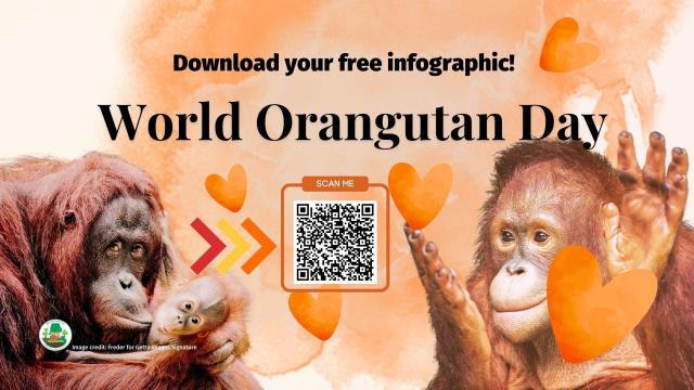 Happy #WorldOrangutanDay, download your #FREE #infographic in the link 🧐👇 You've been sold a lie! #Orangutans face extinction from "sustainable" #palmoil, which DOES NOT STOP #DEFORESTATION 🔥🌴🚫 #Boycottpalmoil #Boycott4Wildlife! @palmoildetect.bksy.social  https://wp.me/pcFhgU-4t7?utm_source=mastodon&utm_medium=Palm+Oil+Detectives&utm_campaign=publer  