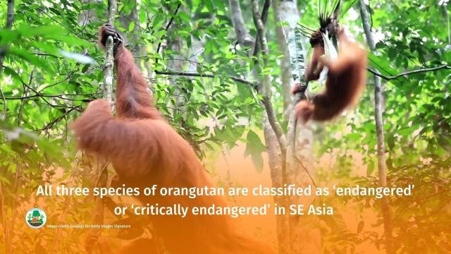 Happy #WorldOrangutanDay, download your #FREE #infographic in the link 🧐👇 You've been sold a lie! #Orangutans face extinction from "sustainable" #palmoil, which DOES NOT STOP #DEFORESTATION 🔥🌴🚫 #Boycottpalmoil #Boycott4Wildlife! @palmoildetect.bksy.social  https://wp.me/pcFhgU-4t7?utm_source=mastodon&utm_medium=Palm+Oil+Detectives&utm_campaign=publer  