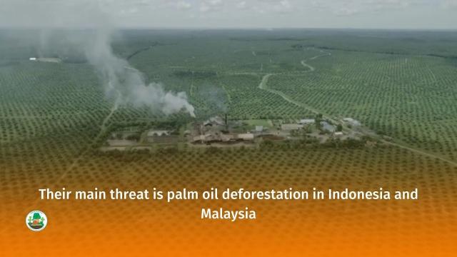 Happy #WorldOrangutanDay, download your #FREE #infographic in the link 🧐👇 You've been sold a lie! #Orangutans face extinction from "sustainable" #palmoil, which DOES NOT STOP #DEFORESTATION 🔥🌴🚫 #Boycottpalmoil #Boycott4Wildlife! @palmoildetect.bksy.social  https://wp.me/pcFhgU-4t7?utm_source=mastodon&utm_medium=Palm+Oil+Detectives&utm_campaign=publer  