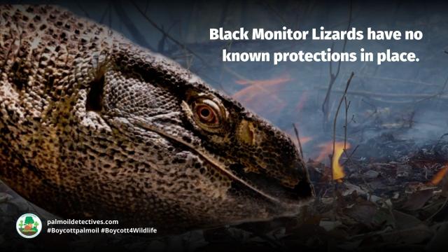 The Black-Throated Monitor is a mighty lizard 🦎💚 reaching over 2 metres long in #Tanzania 🇹🇿 Threatened by #agriculture #deforestation and #hunting for the #leather trade in #Tanzania #Africa. Help them and #Boycott4Wildlife 🌴🪔🧐⛔️ @palmoildetect.bsky.social  https://palmoildetectives.com/2021/08/07/black-throated-monitor-varanus-albigularis-microstictus/?utm_source=mastodon&utm_medium=Palm+Oil+Detectives&utm_campaign=publer   