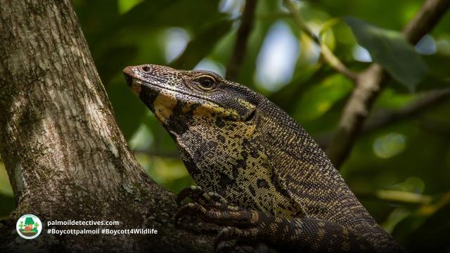 The Black-Throated Monitor is a mighty lizard 🦎💚 reaching over 2 metres long in #Tanzania 🇹🇿 Threatened by #agriculture #deforestation and #hunting for the #leather trade in #Tanzania #Africa. Help them and #Boycott4Wildlife 🌴🪔🧐⛔️ @palmoildetect.bsky.social  https://palmoildetectives.com/2021/08/07/black-throated-monitor-varanus-albigularis-microstictus/?utm_source=mastodon&utm_medium=Palm+Oil+Detectives&utm_campaign=publer   