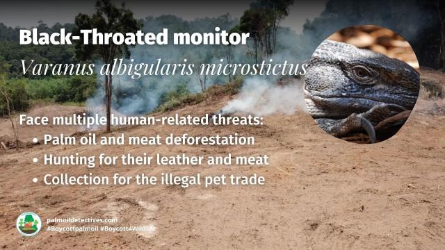 The Black-Throated Monitor is a mighty lizard 🦎💚 reaching over 2 metres long in #Tanzania 🇹🇿 Threatened by #agriculture #deforestation and #hunting for the #leather trade in #Tanzania #Africa. Help them and #Boycott4Wildlife 🌴🪔🧐⛔️ @palmoildetect.bsky.social  https://palmoildetectives.com/2021/08/07/black-throated-monitor-varanus-albigularis-microstictus/?utm_source=mastodon&utm_medium=Palm+Oil+Detectives&utm_campaign=publer   