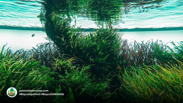 #Research: Using #algae 🌱🥬 as a replacement for #palmoil has many benefits. It can be grown in wastewater all year round, is #crueltyfree, #vegan and has more protein than other plant foods 🤯💚 #Boycottpalmoil #Boycott4Wildlife  @palmoildetect.bsky.social  https://palmoildetectives.com/2022/04/10/more-protein-and-good-for-the-planet-9-reasons-we-should-be-eating-microalgae/?utm_source=mastodon&utm_medium=Palm+Oil+Detectives&utm_campaign=publer   