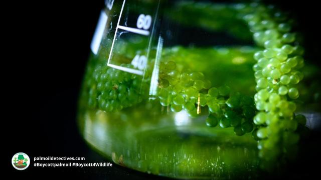 #Research: Using #algae 🌱🥬 as a replacement for #palmoil has many benefits. It can be grown in wastewater all year round, is #crueltyfree, #vegan and has more protein than other plant foods 🤯💚 #Boycottpalmoil #Boycott4Wildlife  @palmoildetect.bsky.social  https://palmoildetectives.com/2022/04/10/more-protein-and-good-for-the-planet-9-reasons-we-should-be-eating-microalgae/?utm_source=mastodon&utm_medium=Palm+Oil+Detectives&utm_campaign=publer   