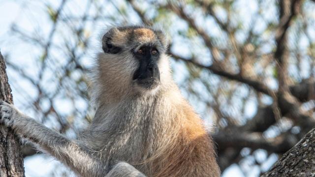 Long-limbed and remarkable Southern Patas #Monkeys are critically endangered in #Tanzania 🇹🇿 and extinct in #Kenya 🇰🇪due to #agriculture and #bushmeat. The fastest #primate in the world deserves better protection! Take action and #Boycott4Wildlife 🧐💪👇 @palmoildetect.bsky.social  https://palmoildetectives.com/2021/05/01/southern-patas-monkey-erythrocebus-baumstarki/?utm_source=mastodon&utm_medium=Palm+Oil+Detectives&utm_campaign=publer   