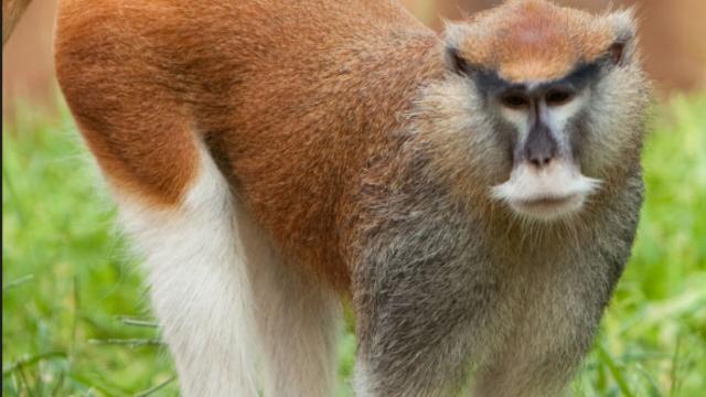Long-limbed and remarkable Southern Patas #Monkeys are critically endangered in #Tanzania 🇹🇿 and extinct in #Kenya 🇰🇪due to #agriculture and #bushmeat. The fastest #primate in the world deserves better protection! Take action and #Boycott4Wildlife 🧐💪👇 @palmoildetect.bsky.social  https://palmoildetectives.com/2021/05/01/southern-patas-monkey-erythrocebus-baumstarki/?utm_source=mastodon&utm_medium=Palm+Oil+Detectives&utm_campaign=publer   