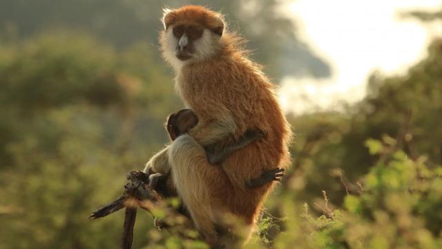Long-limbed and remarkable Southern Patas #Monkeys are critically endangered in #Tanzania 🇹🇿 and extinct in #Kenya 🇰🇪due to #agriculture and #bushmeat. The fastest #primate in the world deserves better protection! Take action and #Boycott4Wildlife 🧐💪👇 @palmoildetect.bsky.social  https://palmoildetectives.com/2021/05/01/southern-patas-monkey-erythrocebus-baumstarki/?utm_source=mastodon&utm_medium=Palm+Oil+Detectives&utm_campaign=publer   