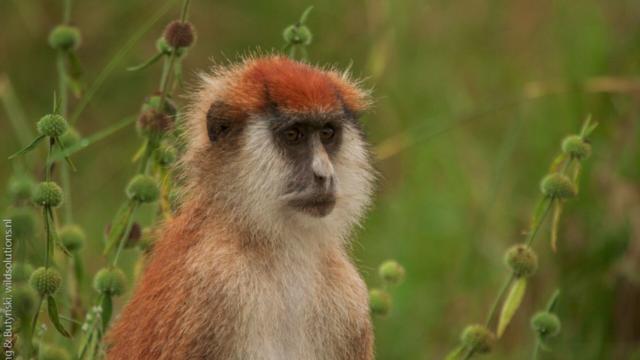 Long-limbed and remarkable Southern Patas #Monkeys are critically endangered in #Tanzania 🇹🇿 and extinct in #Kenya 🇰🇪due to #agriculture and #bushmeat. The fastest #primate in the world deserves better protection! Take action and #Boycott4Wildlife 🧐💪👇 @palmoildetect.bsky.social  https://palmoildetectives.com/2021/05/01/southern-patas-monkey-erythrocebus-baumstarki/?utm_source=mastodon&utm_medium=Palm+Oil+Detectives&utm_campaign=publer   