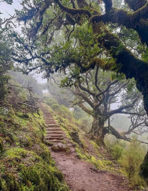 a stone pathway leading up through a foggy , mossy forest