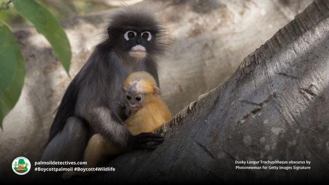 Dusky #langurs have a vivid 'goggles' around their eyes 👀😻 The whole troop cares for young. #Endangered by #palmoil #deforestation and the illegal pet trade, help them to survive when u shop #BoycottPalmOil 🌴☠️🤮🧐🙊⛔️ #Boycott4Wildlife  @palmoildetect.bsky.social  https://palmoildetectives.com/2021/06/27/dusky-langur-trachypithecus-obscurus/?utm_source=mastodon&utm_medium=Palm+Oil+Detectives&utm_campaign=publer  
