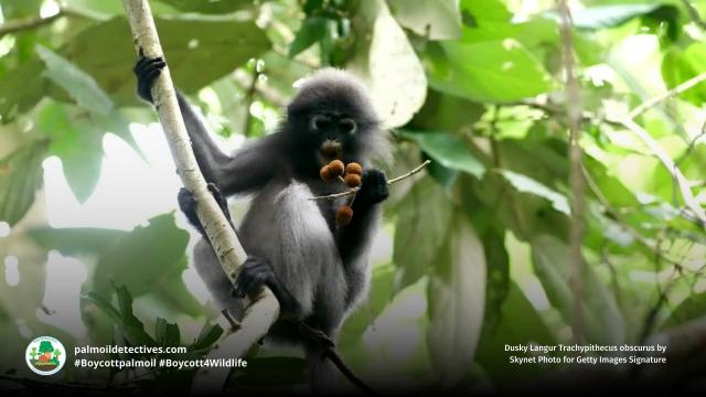 Dusky #langurs have a vivid 'goggles' around their eyes 👀😻 The whole troop cares for young. #Endangered by #palmoil #deforestation and the illegal pet trade, help them to survive when u shop #BoycottPalmOil 🌴☠️🤮🧐🙊⛔️ #Boycott4Wildlife  @palmoildetect.bsky.social  https://palmoildetectives.com/2021/06/27/dusky-langur-trachypithecus-obscurus/?utm_source=mastodon&utm_medium=Palm+Oil+Detectives&utm_campaign=publer  