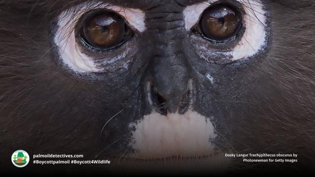 Dusky #langurs have a vivid 'goggles' around their eyes 👀😻 The whole troop cares for young. #Endangered by #palmoil #deforestation and the illegal pet trade, help them to survive when u shop #BoycottPalmOil 🌴☠️🤮🧐🙊⛔️ #Boycott4Wildlife  @palmoildetect.bsky.social  https://palmoildetectives.com/2021/06/27/dusky-langur-trachypithecus-obscurus/?utm_source=mastodon&utm_medium=Palm+Oil+Detectives&utm_campaign=publer  