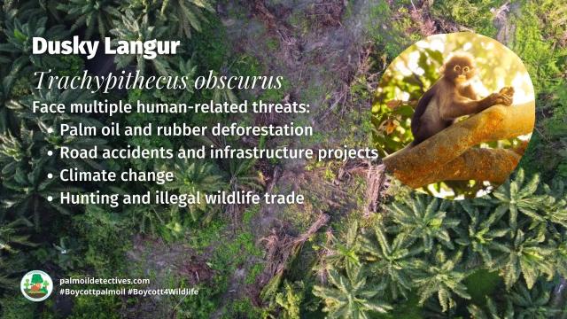 Dusky #langurs have a vivid 'goggles' around their eyes 👀😻 The whole troop cares for young. #Endangered by #palmoil #deforestation and the illegal pet trade, help them to survive when u shop #BoycottPalmOil 🌴☠️🤮🧐🙊⛔️ #Boycott4Wildlife  @palmoildetect.bsky.social  https://palmoildetectives.com/2021/06/27/dusky-langur-trachypithecus-obscurus/?utm_source=mastodon&utm_medium=Palm+Oil+Detectives&utm_campaign=publer  