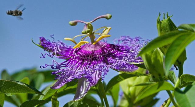 A different passion flower this time. A crazy purple one, surrounded by green leaves from the vine. A bee on the left is flying into the picture but the camera has focused on the flower.