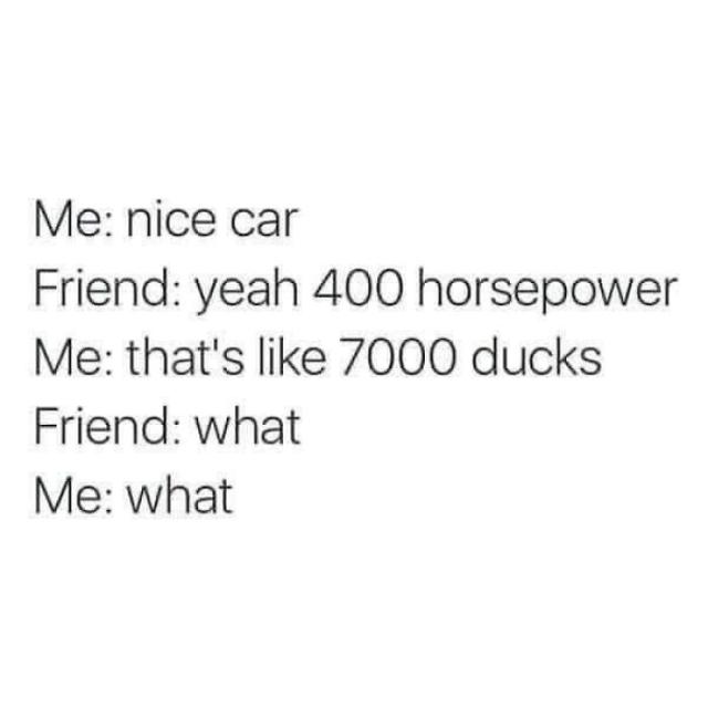 ducks