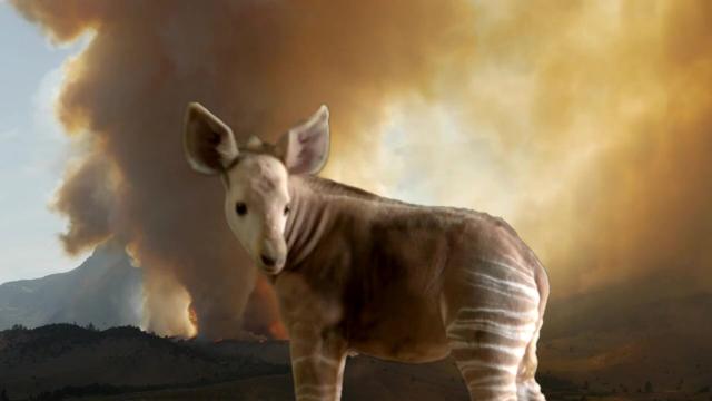 Deep in the #Congo is a curious creature a bit like a horse or a giraffe. The #Okapi is to the Congo what the Panda is to China. #Palmoil and #mining #deforestation threaten their survival #Boycottpalmoil #Boycott4Wildlife @palmoildetect.bsky.social https://palmoildetectives.com/2021/01/29/okapi-okapia-johnstoni/?utm_source=mastodon&utm_medium=Palm+Oil+Detectives&utm_campaign=publer  