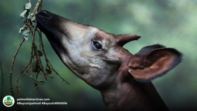 Deep in the #Congo is a curious creature a bit like a horse or a giraffe. The #Okapi is to the Congo what the Panda is to China. #Palmoil and #mining #deforestation threaten their survival #Boycottpalmoil #Boycott4Wildlife @palmoildetect.bsky.social https://palmoildetectives.com/2021/01/29/okapi-okapia-johnstoni/?utm_source=mastodon&utm_medium=Palm+Oil+Detectives&utm_campaign=publer  