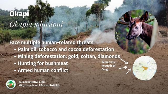 Deep in the #Congo is a curious creature a bit like a horse or a giraffe. The #Okapi is to the Congo what the Panda is to China. #Palmoil and #mining #deforestation threaten their survival #Boycottpalmoil #Boycott4Wildlife @palmoildetect.bsky.social https://palmoildetectives.com/2021/01/29/okapi-okapia-johnstoni/?utm_source=mastodon&utm_medium=Palm+Oil+Detectives&utm_campaign=publer  