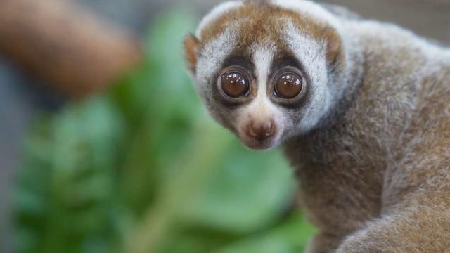 Sweet and meek Sumatran Slow Lorises are #endangered #primates, at risk from the illegal #pet trade and #palmoil #deforestation throughout their range. Help them survive and #Boycottpalmoil #Boycott4Wildlife every time you shop! @palmoildetect https://wp.me/pcFhgU-gQ?utm_source=mastodon&utm_medium=Palm+Oil+Detectives&utm_campaign=publer  