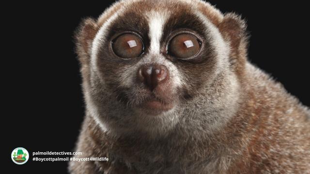 Sweet and meek Sumatran Slow Lorises are #endangered #primates, at risk from the illegal #pet trade and #palmoil #deforestation throughout their range. Help them survive and #Boycottpalmoil #Boycott4Wildlife every time you shop! @palmoildetect https://wp.me/pcFhgU-gQ?utm_source=mastodon&utm_medium=Palm+Oil+Detectives&utm_campaign=publer  