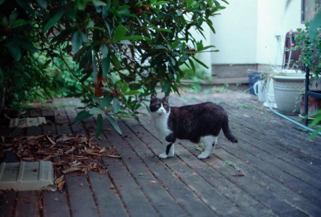 Clyde on the deck. He's a Scottish Fold but has "normal" ears. 

Kodak Ultramax 400 
Nikkor-S Auto 1:1.4 f=50
Nikon F2SB 