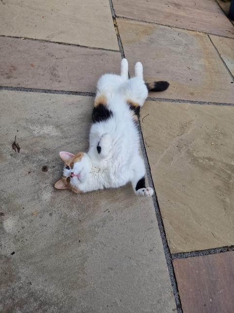 A calico cat lies on its back on a stone surface, playfully stretching with its paws in the air.