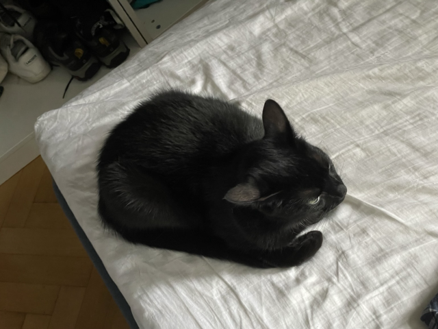A black cat (Jiji) sitting on the bed like a loaf of bread, with his tail wrapped around him, reminiscent of Maxwell the Cat. 