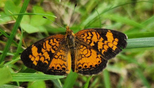 Orange and black butterfly closeup. Long antennae, fuzzy body.
