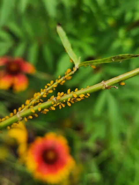 Bright orange aphids on a plant stem